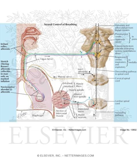 Watermarked preview of labeled image: Neural Control of Breathing
