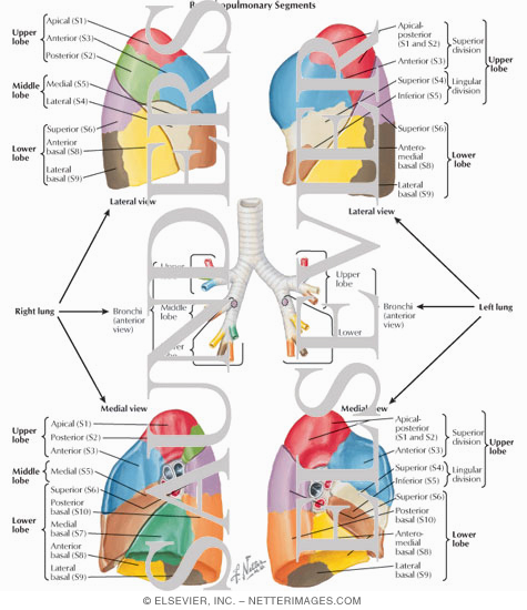 Bronchopulmonary Segments