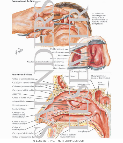 Examination of the Nose - Anatomy of the Nose