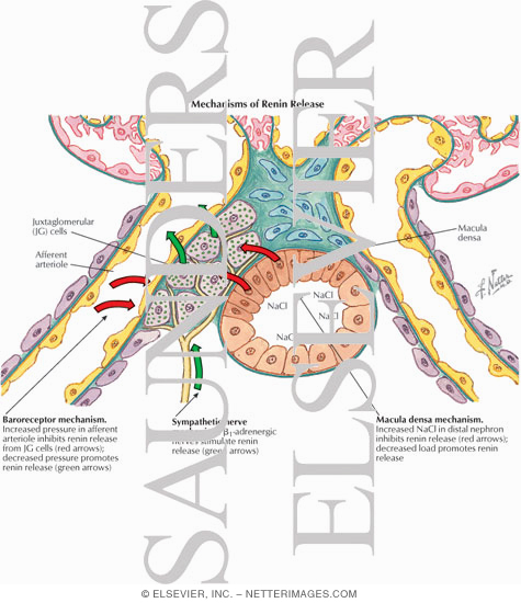 Watermarked preview of labeled image: Hypotheses of Renin Release