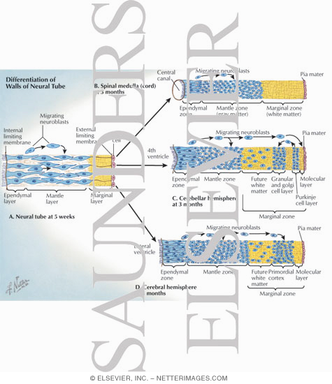 Watermarked preview of labeled image: Differentiation of Walls of Neural Tube