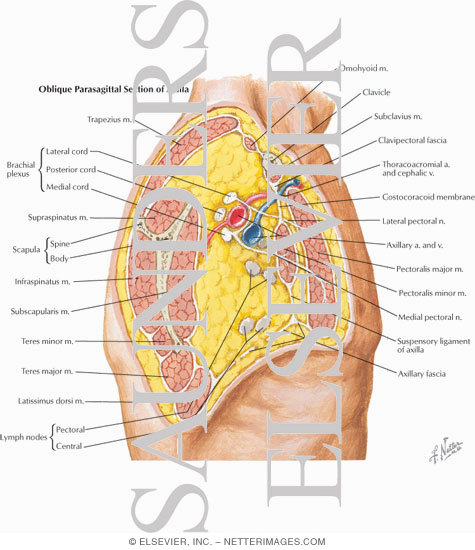 Pectoral, Clavipectoral and Axillary Fasciae