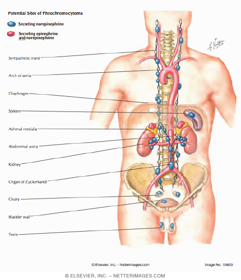 Potential Sites of Pheochromocytoma