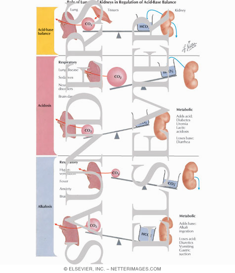 Watermarked preview of labeled image: Role of Lungs and Kidneys in Regulation of Acid-Base Balance