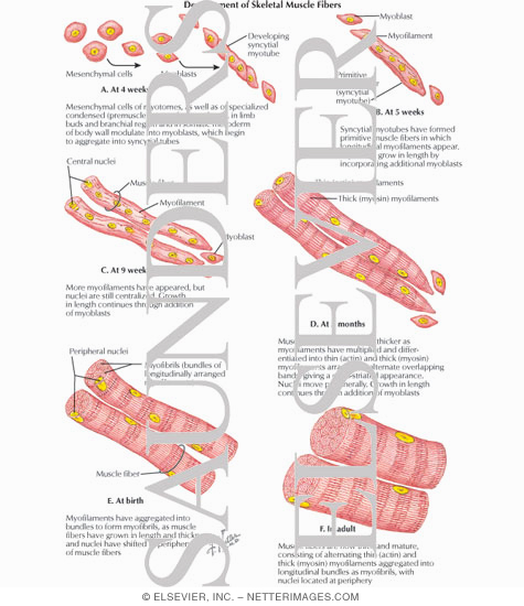 Development of Skeletal Muscle Fibers