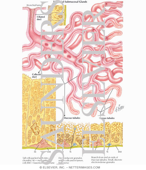Watermarked preview of labeled image: Bronchial Submucosal Glands