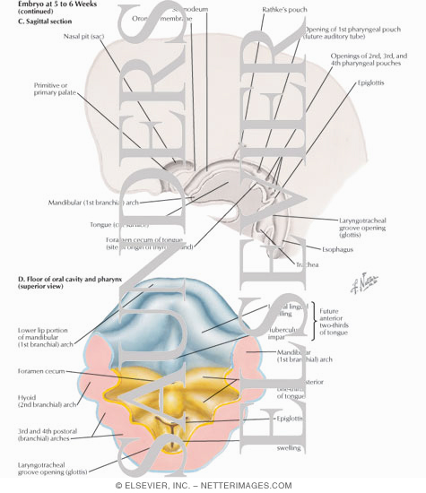 Watermarked preview of labeled image: Embryo at 5 to 6 Weeks