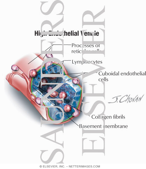 High Endothelial Venule