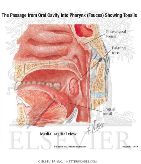 The Passage From Oral Cavity Into Pharynx (fauces) Showing Tonsils With Low-magnification Light Micrograph of the Palatine Tonsil and Light Micrograph of the Palatine Tonsil at Higher Magnification