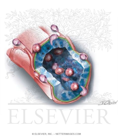Watermarked preview of unlabeled image: High Endothelial Venule