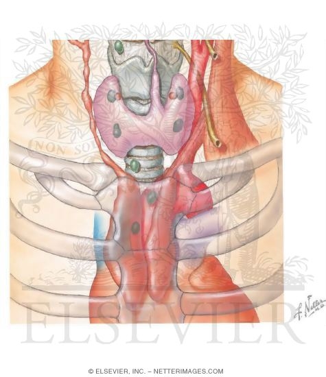 Location of Thymus Gland and Surrounding Structures