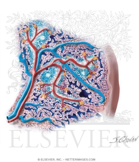 Blood Circulation In the Spleen