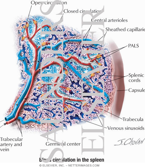 blood-circulation-in-the-spleen