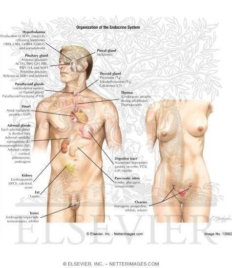 Watermarked preview of labeled image: Endocrine System