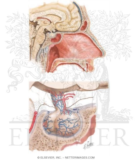 Anatomy and Relations of the Pituitary Gland