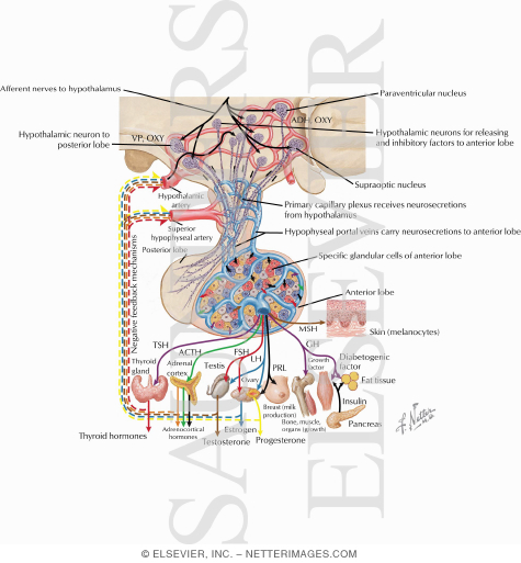Control of Secretions of the Adenohypophysis