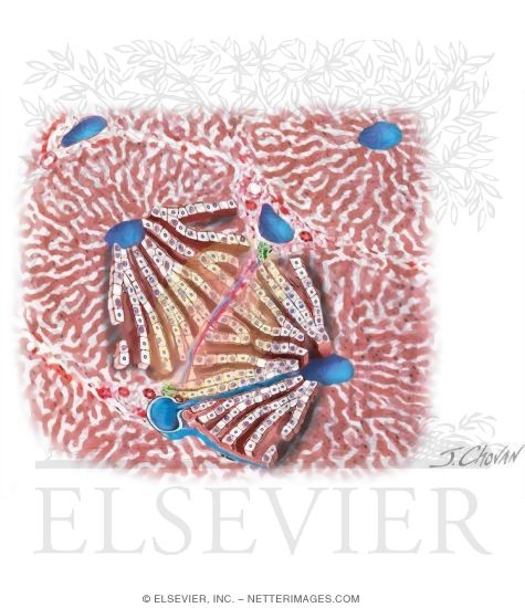 Schematic View of a Liver Acinus