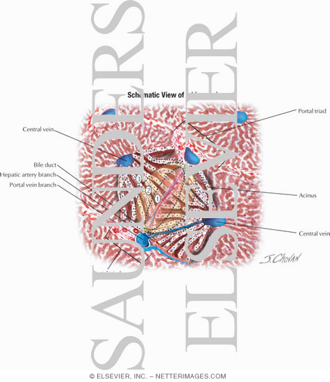 Schematic View of a Liver Acinus
