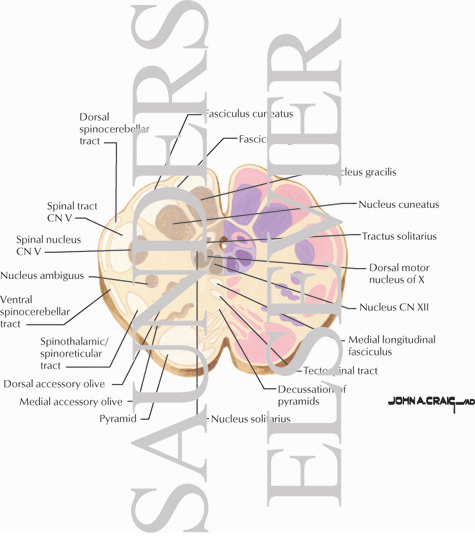 Watermarked preview of unlabeled image: Brainstem Section (Level #2 of 14)