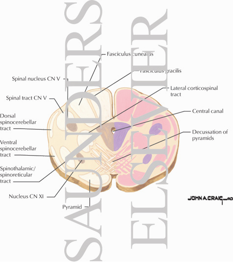 Watermarked preview of unlabeled image: Brainstem Section (Level #1 of 14)