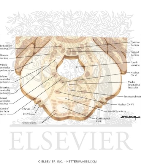 Deep Cerebellar Nuclei