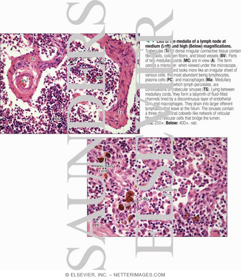 Watermarked preview of labeled image: Light Micrographs of the Medulla of a Lymph Node at Medium (Left) and High (Below) Magnifications