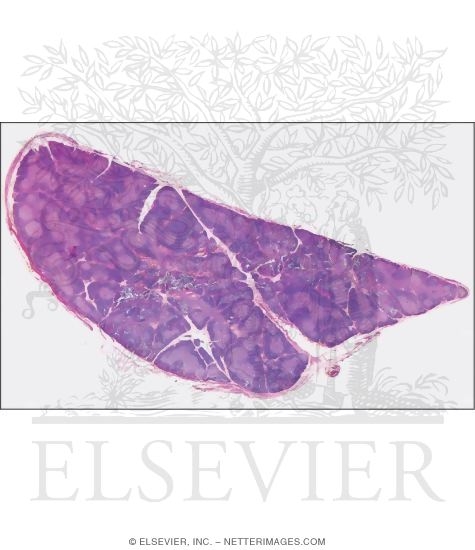 Watermarked preview of unlabeled image: Light Micrograph of Part of a Child's Thymus