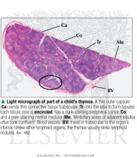 Light Micrograph of Part of a Child's Thymus
