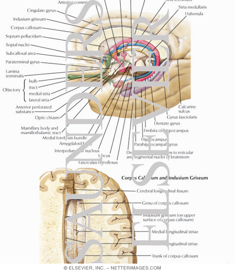 Rhinencephalon and Limbic System