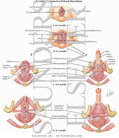 Watermarked preview of labeled image: Prenatal Development of Perineal Musculature