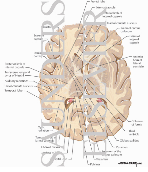 Horizontal Forebrain Sections (Level 5 of 10)