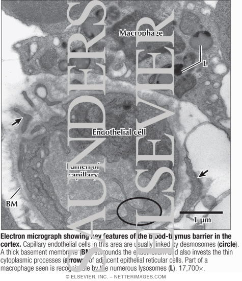 Electron Micrograph Showing Key Features of the Blood-thymus Barrier In the Cortex