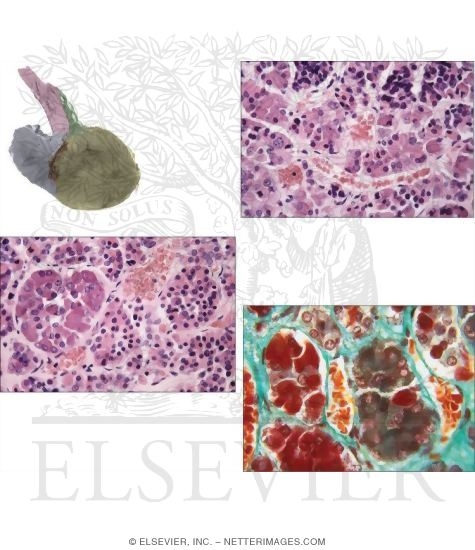 Light Micrograph of the Anterior Lobe Showing Chromophils and Chromophobes and Tinctorial Differences Between Chromophobes and the Two Kinds of Chromophils