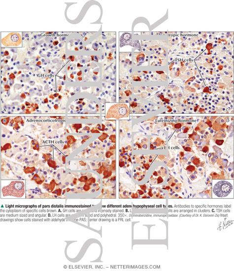 Light Micrographs of Pars Distalis Immunostained to Show Different Adenohypophyseal Cell Types