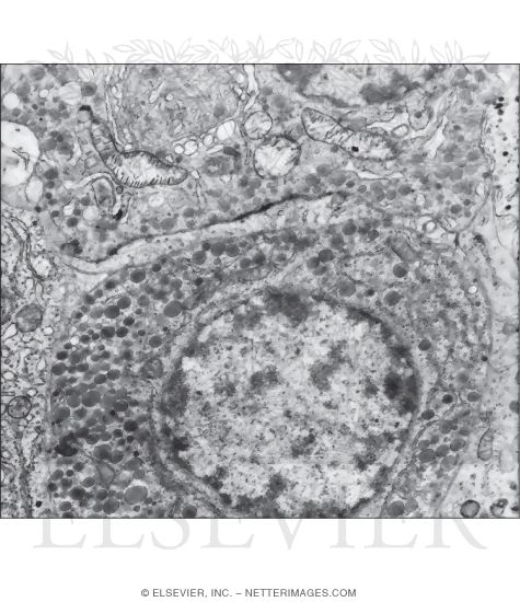 Electron Micrograph Showing the Varied Appearance of Secretory Vesicles of Two Cell Types In the Anterior Lobe