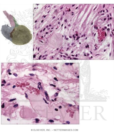 Light Micrograph of the Posterior Lobe With Higher Magnification Light Micrograph
showing the Intimate Relation of a Herring Body With a Sinusoidal Capillary