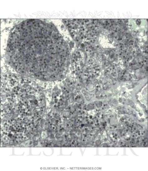 Watermarked preview of unlabeled image: Electron Micrograph of the Posterior Lobe