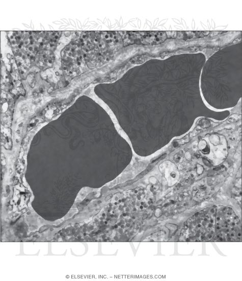 Electron Micrograph of Part of a Sinusoidal Fenestrated Capillary In the Posterior Lobe