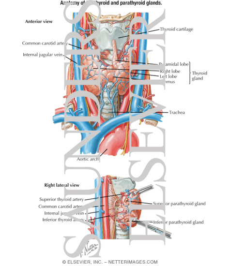Anatomy of the Thyroid and Parathyroid Glands (Continued)