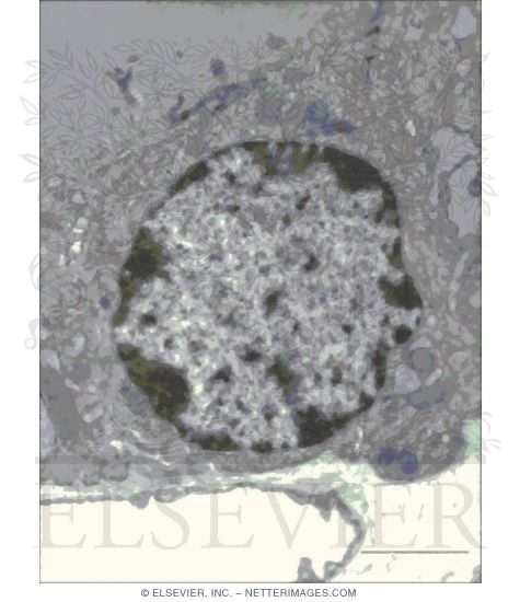 Watermarked preview of unlabeled image: Electron Micrograph of a Thyroid Follicular Cell