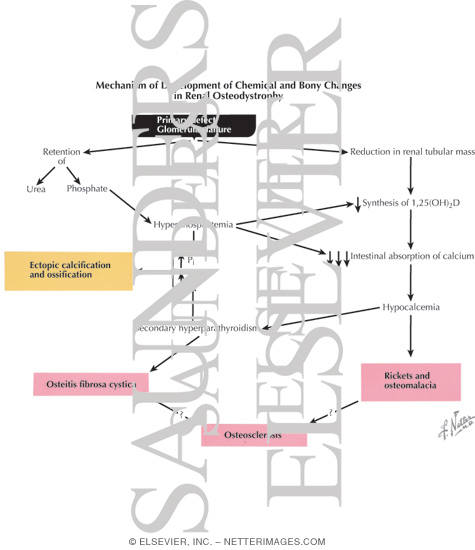 Watermarked preview of labeled image: Mechanism of Development of Chemical and Bony Changes in Renal Osteodystrophy