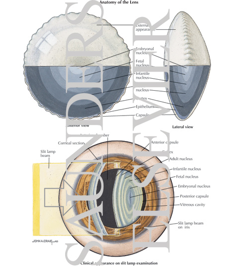 Anatomy of the Lens