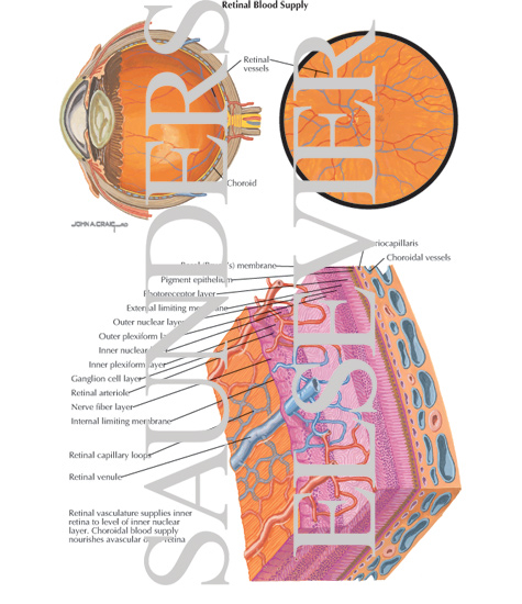Watermarked preview of labeled image: Retinal Blood Supply