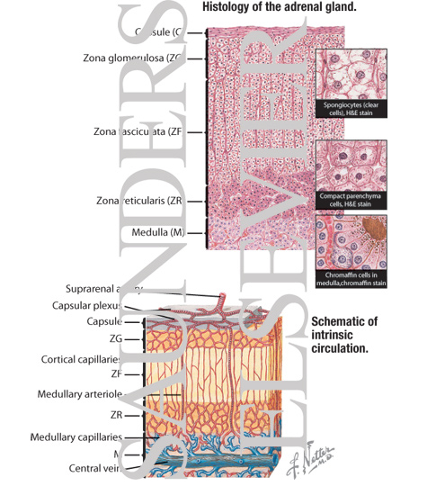 Watermarked preview of labeled image: Histology of the Adrenal Gland