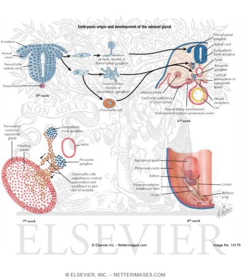 Development of the Suprarenal (Adrenal) Glands