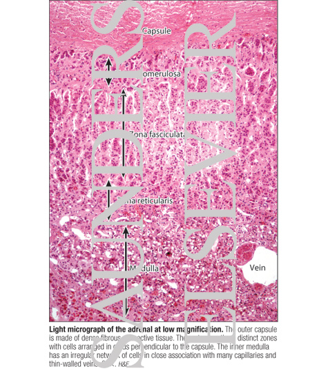 Watermarked preview of labeled image: Light Micrograph of the Adrenal at Low Magnification