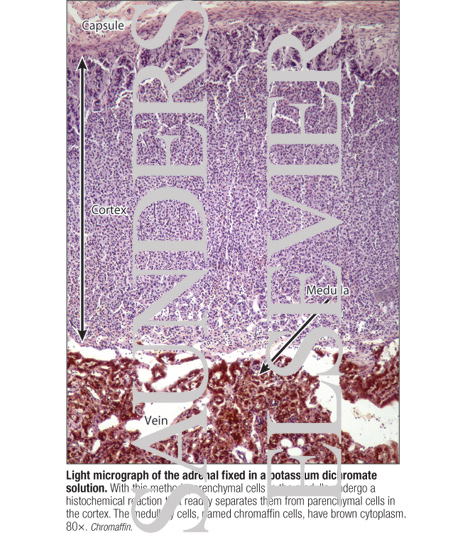 Watermarked preview of labeled image: Light Micrograph of the Adrenal Fixed In a Potassium Dichromate Solution
