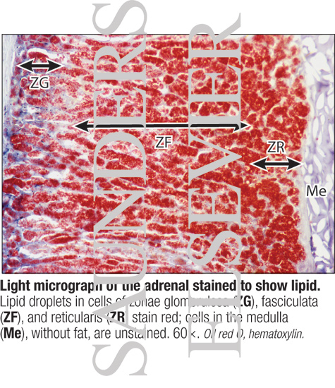 Watermarked preview of labeled image: Light Micrograph of the Adrenal Stained to Show Lipid