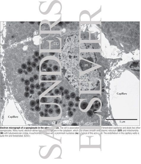 Watermarked preview of labeled image: Electron Micrograph of a Spongiocyte In the Adrenal Cortex
