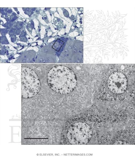 Light Micrograph of the Junction Between Adrenal Cortex and Medulla With Electron Micrograph of the Adrenal Medulla at Low Magnification